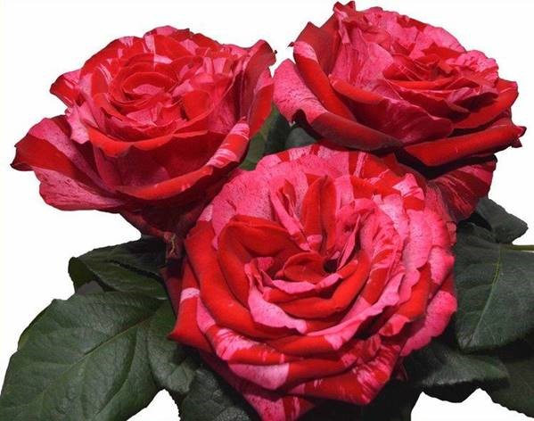 ROSE FROU FROU 40